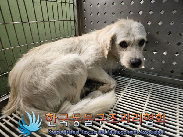 한국동물구조관리협회_441560202300748